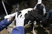 بیماری تب سه روزه گاوی قابل درمان است